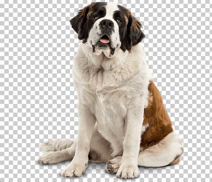 St. Bernard Golden Retriever Smooth Collie Puppy Dog Breed PNG, Clipart, Animals, At The Withers, Breed, Carnivoran, Coat Free PNG Download