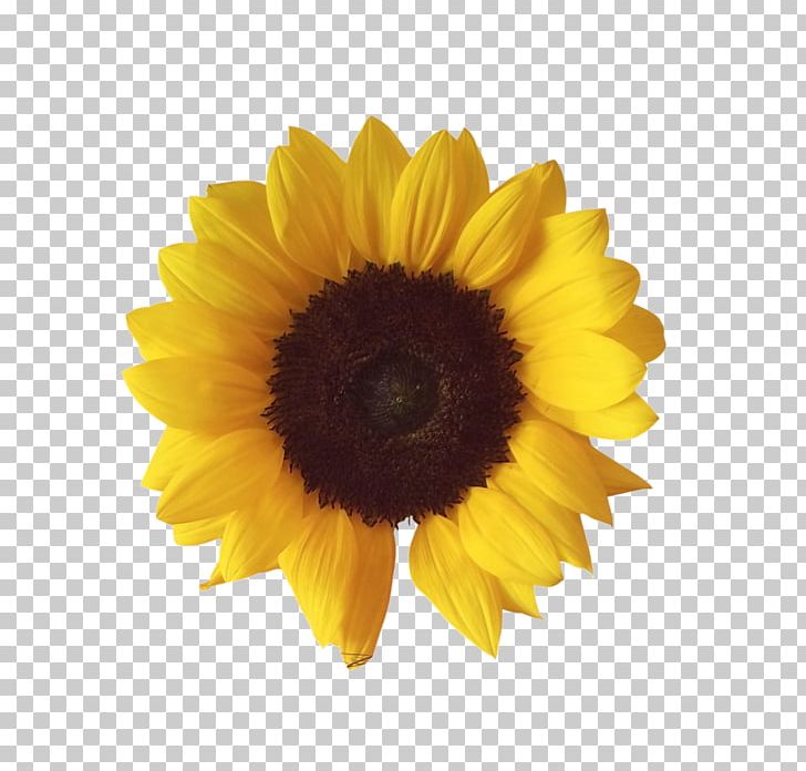 Sunflower PNG, Clipart, Sunflower Free PNG Download