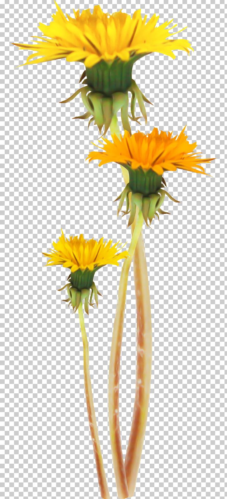 Common Sunflower Dandelion Plant Stem PNG, Clipart, Common Sunflower, Daisy, Daisy Family, Dandelion, Flora Free PNG Download