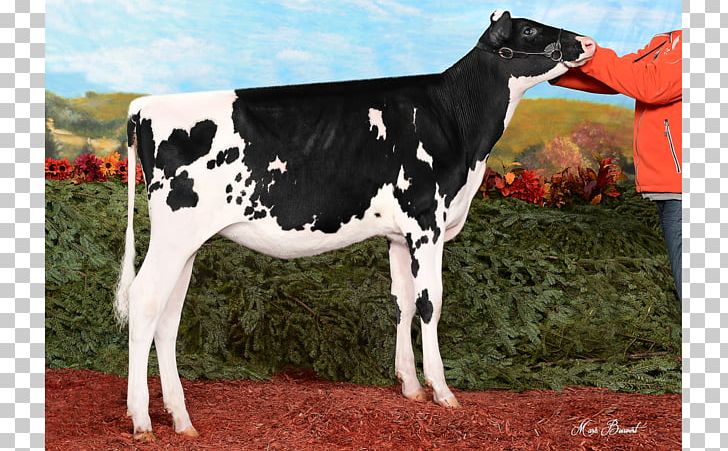 Dairy Cattle Calf Bull PNG, Clipart, Animals, Bull, Calf, Cattle, Cattle Like Mammal Free PNG Download