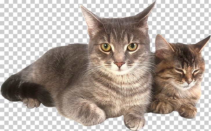 Kitten European Shorthair Dragon Li California Spangled American Shorthair PNG, Clipart, American Wirehair, Animal, Animal Rescue Group, Animals, Asian Free PNG Download