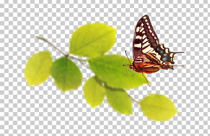 Nymphalidae Butterfly PNG, Clipart, Background Green, Blade, Brush Footed Butterfly, Butterfly, Computer Free PNG Download