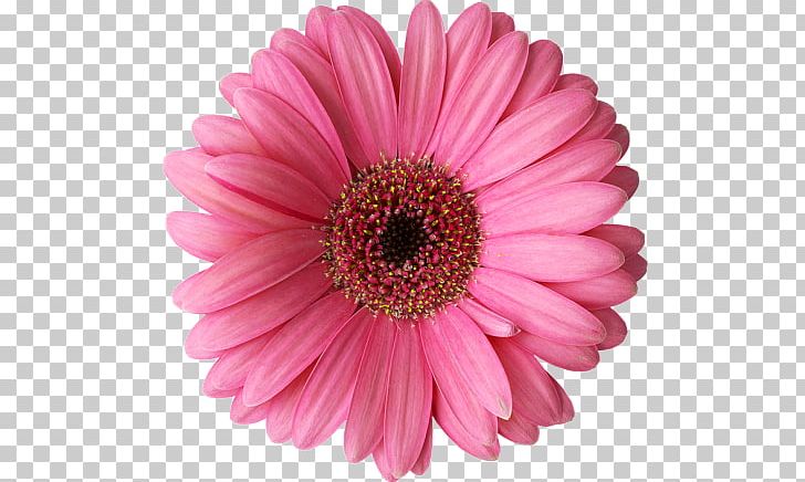 Rose Common Daisy Flower PNG, Clipart, Aster, Chrysanths, Common Daisy, Cut Flowers, Daisy Free PNG Download