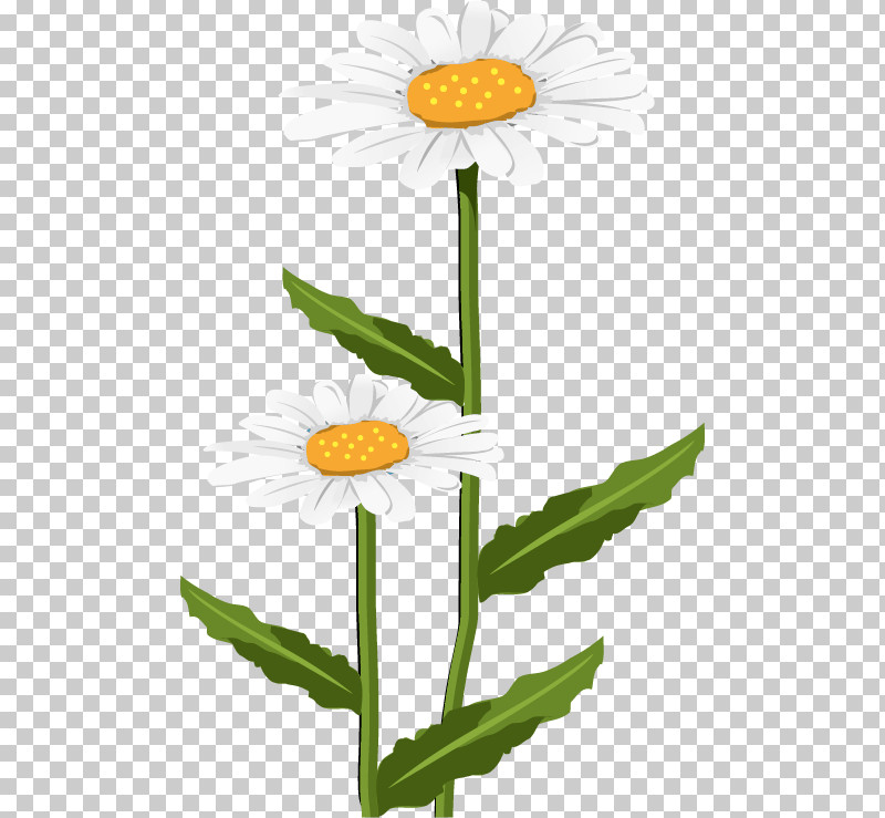 Daisy PNG, Clipart, Camomile, Chamomile, Daisy, Daisy Family, Dandelion Free PNG Download