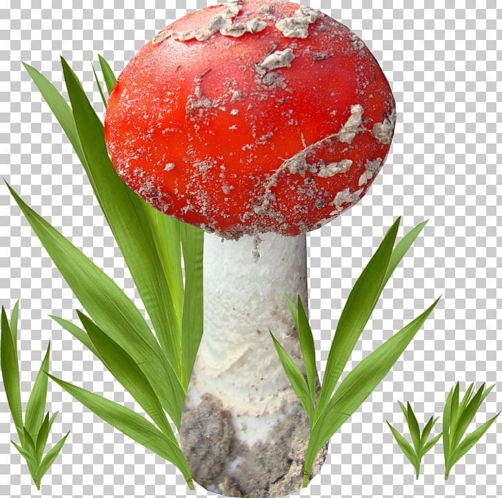 Agaric Fungus Edible Mushroom Pleurotus Eryngii PNG, Clipart, Agaric, Amanita, Amanita Muscaria, Boletus, Boletus Edulis Free PNG Download