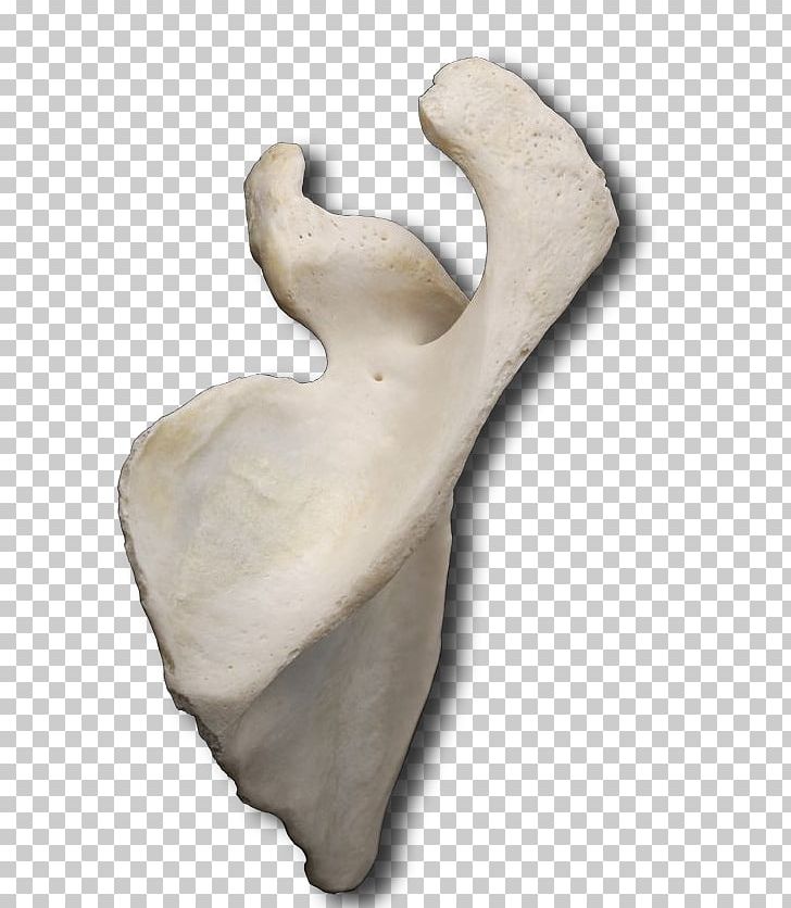 Classical Sculpture Figurine Product Design PNG, Clipart, Artifact, Bones, Classical Sculpture, Classical Studies, Figurine Free PNG Download