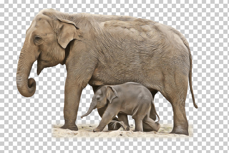 Indian Elephant PNG, Clipart, Africa, African Elephants, Certainty, Elephant, Elephants Free PNG Download