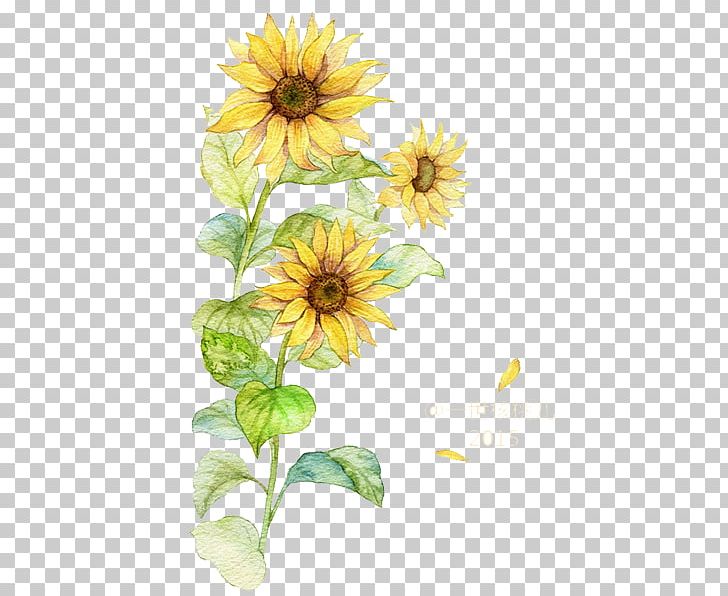 Common Sunflower PNG, Clipart, Concise, Dahlia, Daisy Family, Encapsulated Postscript, Flower Free PNG Download