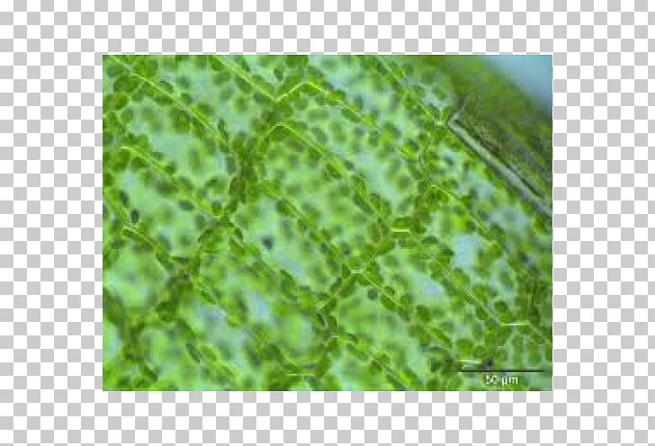 Light Plant Cell Microscope PNG, Clipart, Biology, Cell, Electron Microscope, Eukaryote, Grass Free PNG Download