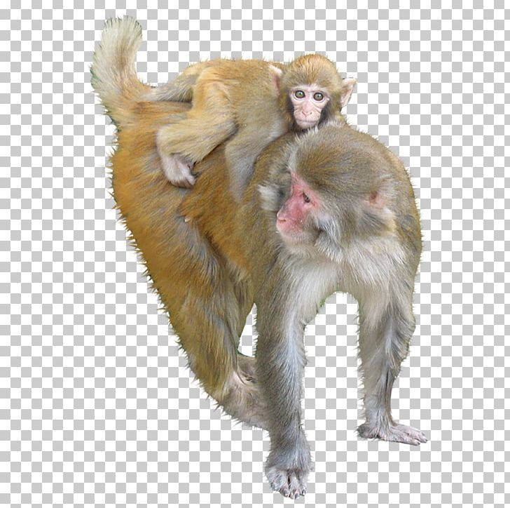 Macaque Ape Monkey PNG, Clipart, 3d Animation, Animal, Animals Vector, Animation, Anime Character Free PNG Download