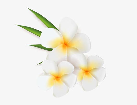 Plumeria Material PNG, Clipart, Backgrounds, Bali, Beauty In Nature ...