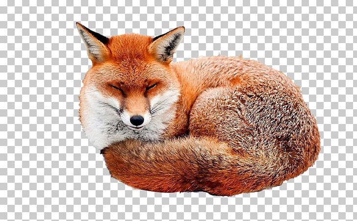 Red Fox Desktop Illustration PNG, Clipart, Animal, Art, Carnivoran, Desktop Wallpaper, Dog Like Mammal Free PNG Download