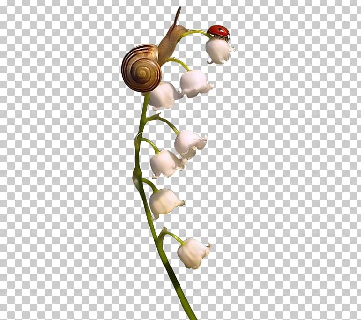 Snail Ladybird Flower PNG, Clipart, Animals, Blog, Branch, Data, Desktop Wallpaper Free PNG Download