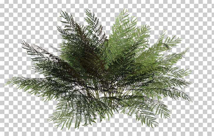 Tree Rendering Plant Shrub PNG, Clipart, Alpha Compositing, Animation, Branch, Bushes, Casuarina Free PNG Download