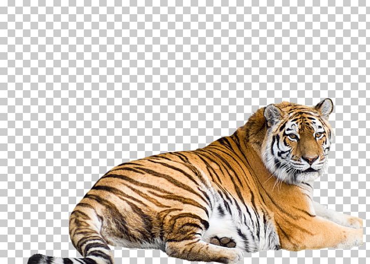 Cat Felidae White Tiger Siberian Tiger Bengal Tiger PNG, Clipart, Animal, Animals, Bengal Tiger, Big Cat, Big Cats Free PNG Download
