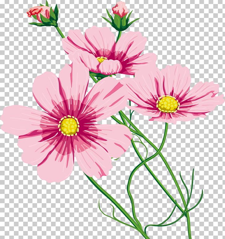 Garden Cosmos Cut Flowers 命のいしずえ Chrysanthemum Marguerite Daisy PNG, Clipart, Annual Plant, Aster, Chrysanthemum, Chrysanths, Cosmos Free PNG Download