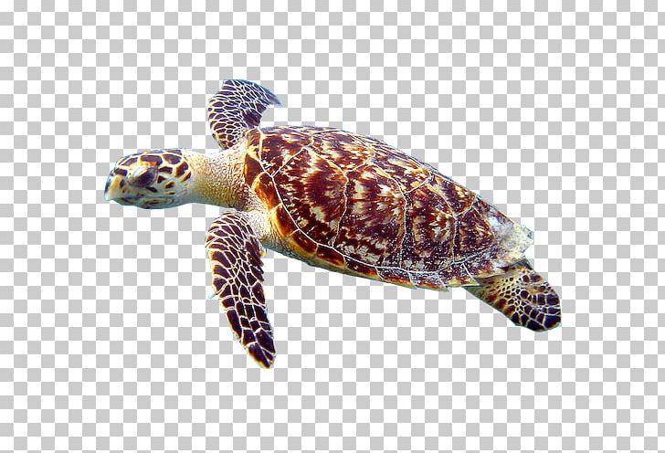 Loggerhead Sea Turtle Cheloniidae Hawksbill Sea Turtle Box Turtles PNG, Clipart, Animals, Box Turtle, Box Turtles, Cheloniidae, Endangered Species Free PNG Download