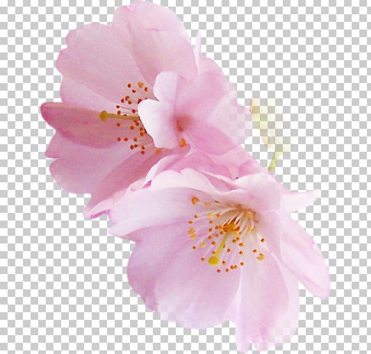 National Cherry Blossom Festival Flower PNG, Clipart, Blog, Blossom, Blumen, Cherry, Cherry Blossom Free PNG Download