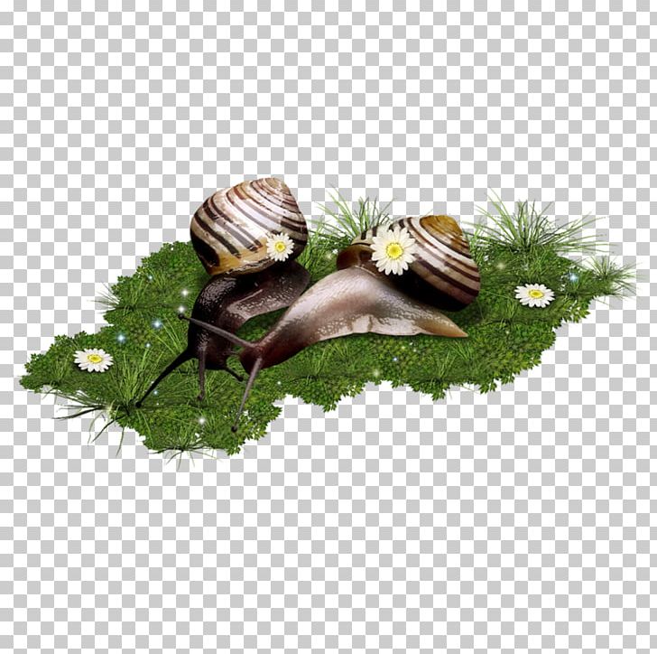 Escargot Snail PNG, Clipart, Animal, Animals, Blog, Caracol, Centerblog Free PNG Download