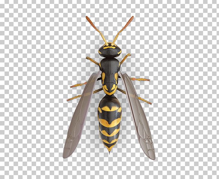 Insect Paper Wasp Fly Bee PNG, Clipart, Arthropod, Bee, Fly, Fruit Flies, Honey Bee Free PNG Download