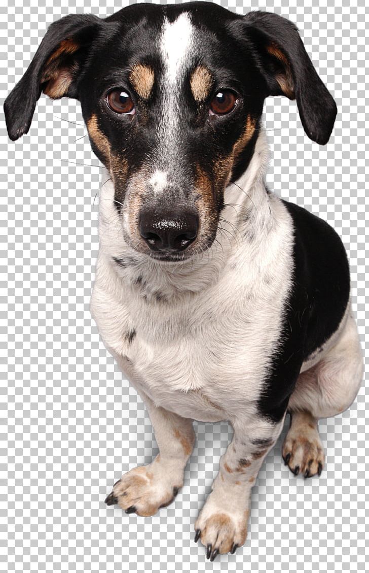 Seznam.cz Dog Email PNG, Clipart, Animals, Bing, Carnivoran, Dog, Dog Breed Free PNG Download