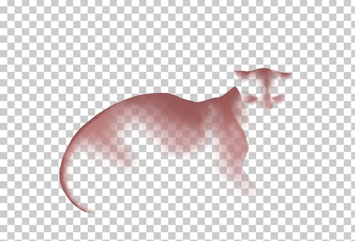 Whiskers Kitten Balinese Cat Domestic Short-haired Cat Cheetah PNG, Clipart, Animals, Balinese, Balinese Cat, Canidae, Carnivoran Free PNG Download