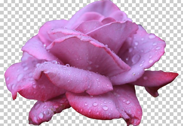 Beach Rose Flower Desktop PNG, Clipart, Beach Rose, Bismillahirrahmanirrahim, Blue, Closeup, Desktop Wallpaper Free PNG Download