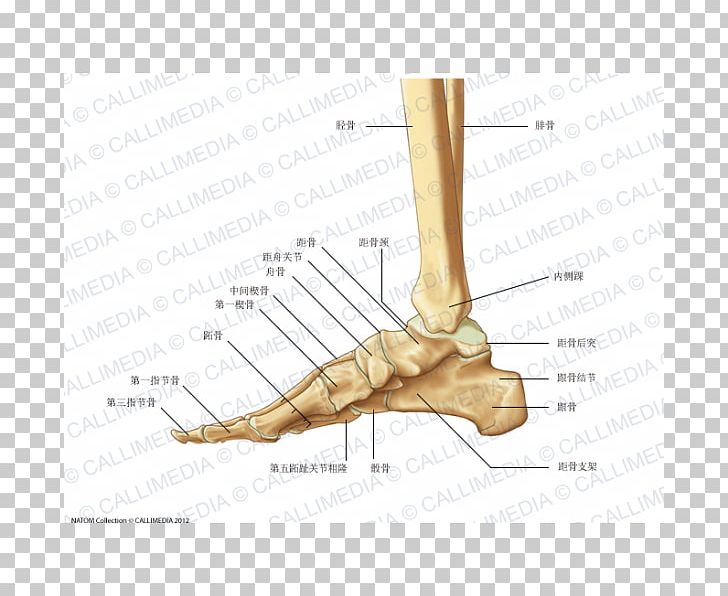Foot Bone Anatomy Human Body Human Leg PNG, Clipart, Anatomical Terms Of Location, Anatomy, Angle, Ankle, Arm Free PNG Download
