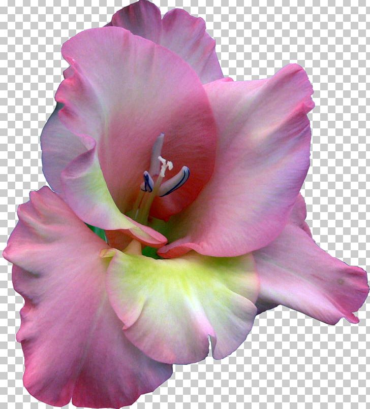 Gladiolus Cut Flowers Legend PNG, Clipart, Author, Cut Flowers, Daylily, Fairy Tale, Flower Free PNG Download