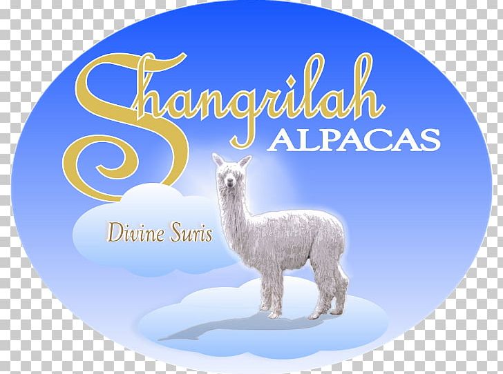 Llama Alpaca Vicuña Domestication Shangri-La Hotels And Resorts PNG, Clipart, Alpaca, Camelids, Camel Like Mammal, Domestication, Fauna Free PNG Download