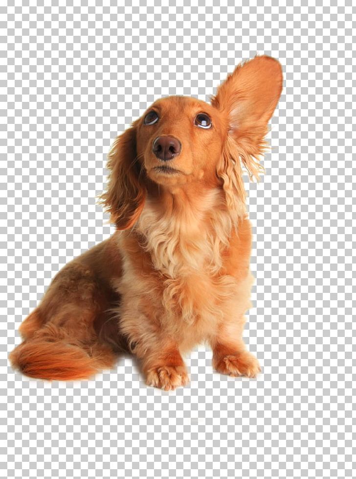 Dachshund Pet Sitting Dog Grooming Listening PNG, Clipart, Animal, Caramel Color, Carnivoran, Clips, Coat Free PNG Download