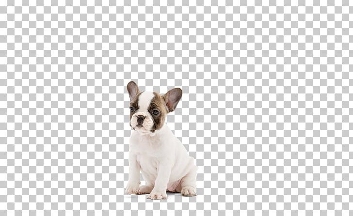 French Bulldog Toy Bulldog Puppy Dog Breed PNG, Clipart, Blue Merle, Breed, Bulldog, Bulldog Breeds, Carnivoran Free PNG Download