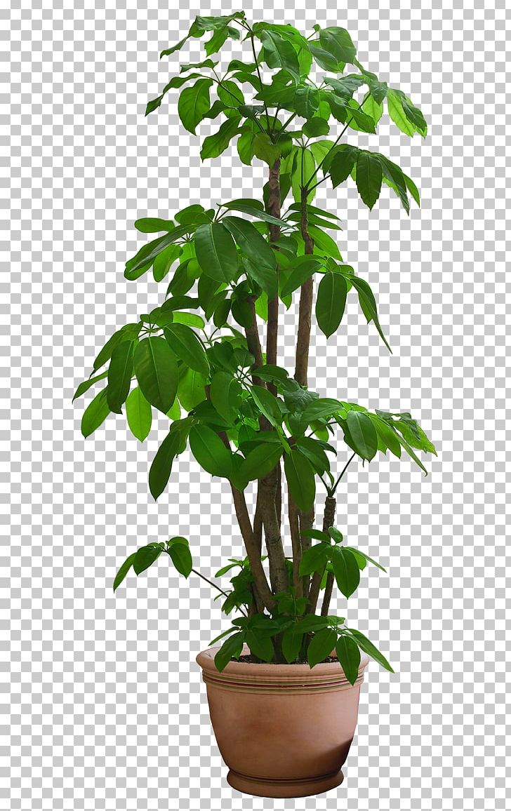 Guiana Chestnut Houseplant Tree PNG, Clipart, Beautiful, Computer Icons, Dracaena, Flower, Flowerpot Free PNG Download