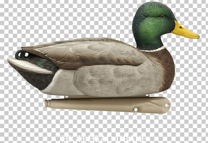 Mallard Duck Decoy Hunting PNG, Clipart, American Black Duck, Animals, Avian, Avian Influenza, Beak Free PNG Download