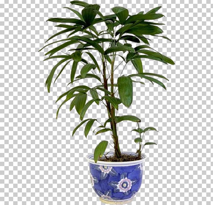 Plant Stem Houseplant Flowerpot PNG, Clipart, 2018 Bmw 3 Series, Bitki Resimleri, Bmw 3 Series, Cadichon, Flower Free PNG Download