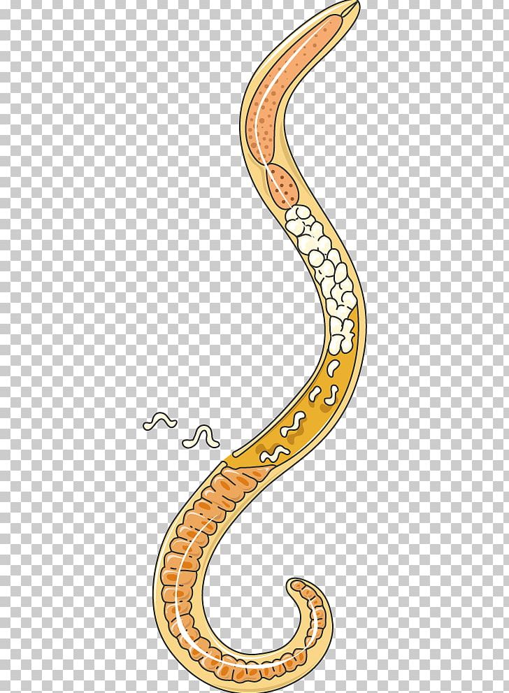 Trichinella Spiralis Trichinosis Infectious Disease Larva PNG, Clipart, Animal, Animal Figure, Area, Female, Infectious Disease Free PNG Download