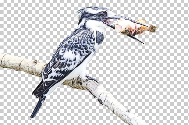 Feather PNG, Clipart, Beak, Biology, Bird Of Prey, Birds, Cuckoos Free PNG Download