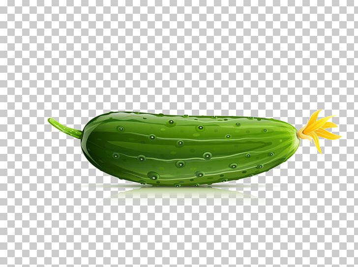 Cucumber Drawing Illustration PNG, Clipart, Cucumber Gourd And Melon Family, Cucumber Material, Cucumber Slices, Cucumis, Euclidean Vector Free PNG Download