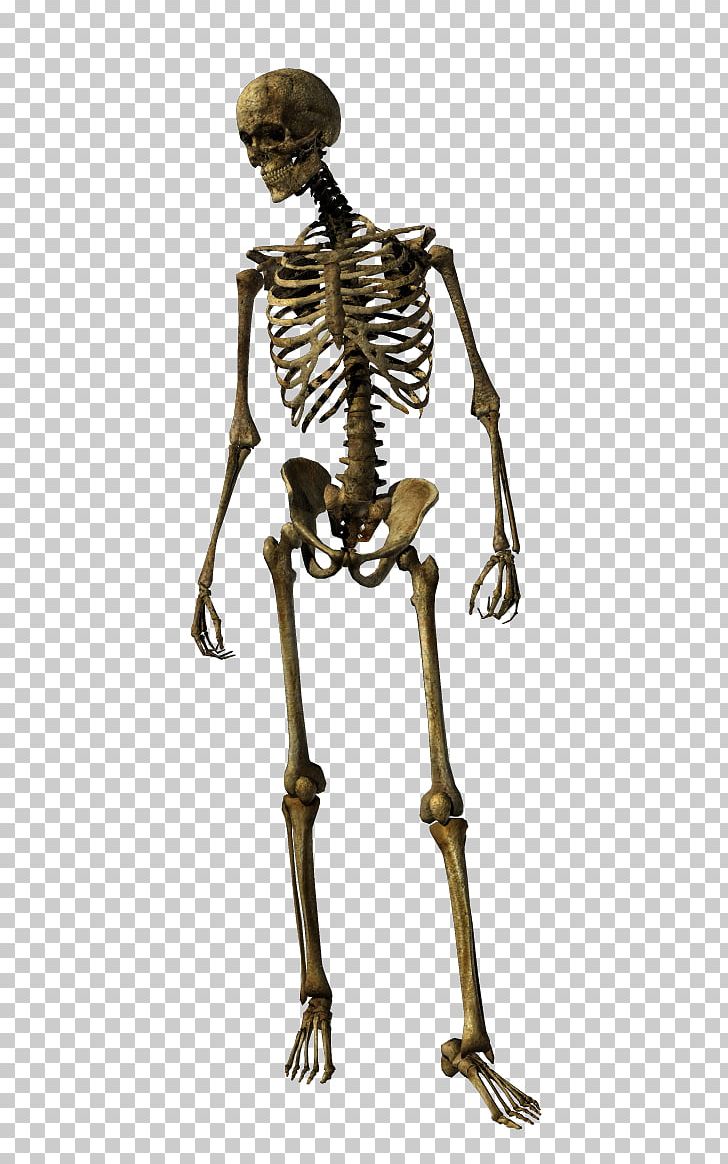 Human Skeleton Homo Sapiens Joint PNG, Clipart, Fantasy, Homo Sapiens, Human, Human Skeleton, Iskelet Free PNG Download