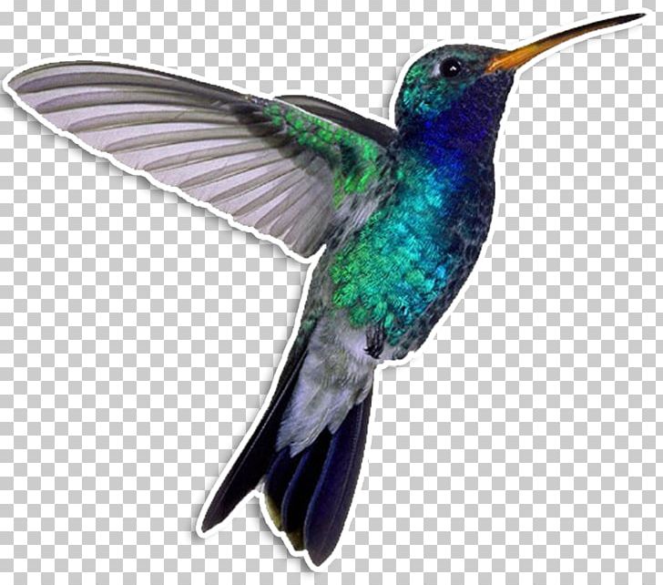 Hummingbird Drawing Blue-throated Mountaingem PNG, Clipart, Abziehtattoo, Animal, Animals, Beak, Bird Free PNG Download
