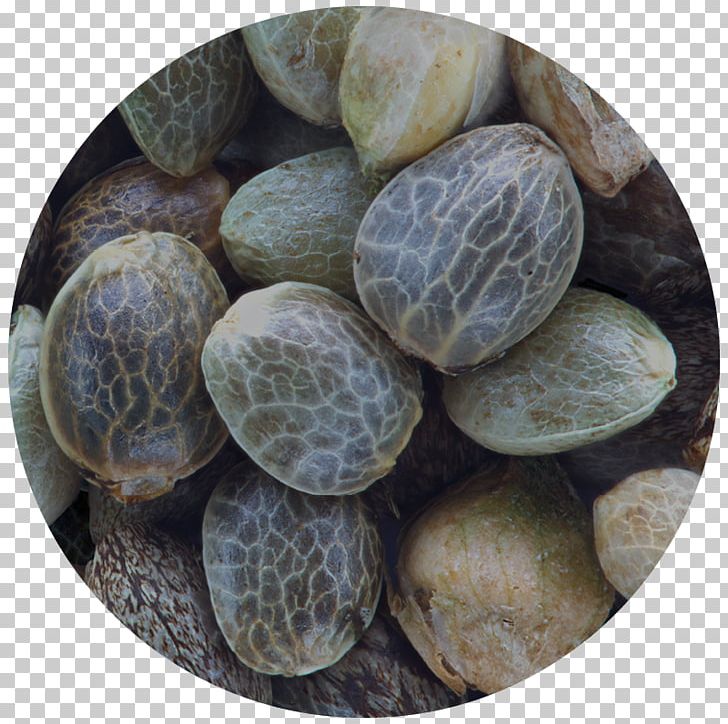 Cannabis Cup Seed Cannabis Cultivation Hemp PNG, Clipart, 420 Day, Cannabis, Cannabis Cultivation, Cannabis Cup, Cannabis Sativa Free PNG Download