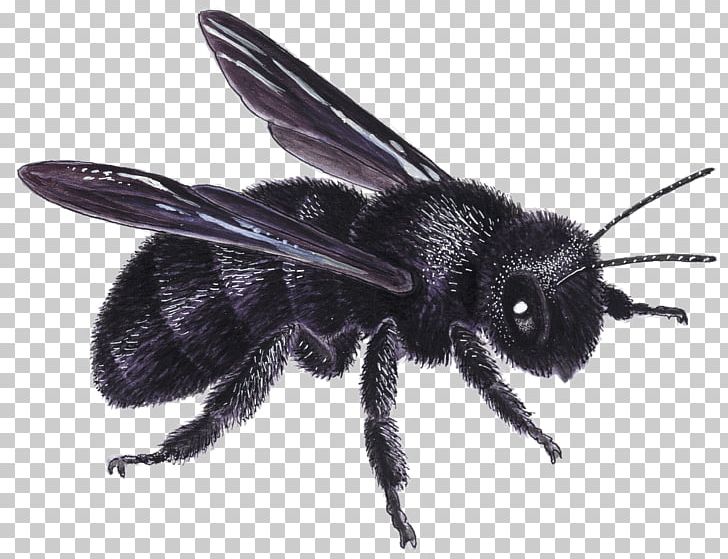 Honey Bee Bumblebee Insect European Dark Bee PNG, Clipart, Andres, Apocrita, Arthropod, Bee, Bumblebee Free PNG Download