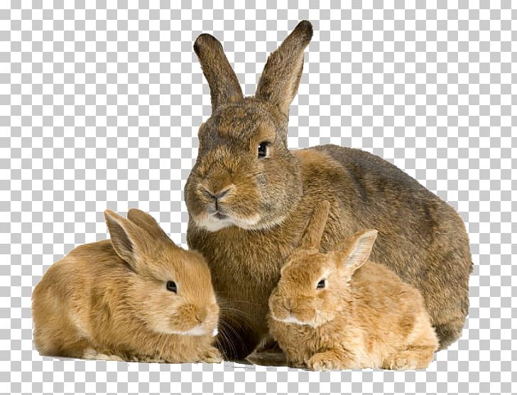 Mother Rabbit Cat Infant PNG, Clipart, Animal, Animal Breeding, Animals, Birth, Cat Free PNG Download