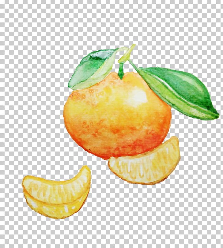 A Hand-painted Watercolor Of Orange And Orange PNG, Clipart, Citrus, Food, Fruit, Grapefruit, Hand Free PNG Download