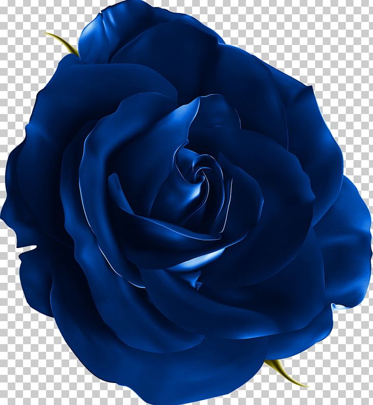 Blue Rose PNG, Clipart, Blog, Blue, Blue Flowers, Blue Rose, Cobalt Blue Free PNG Download
