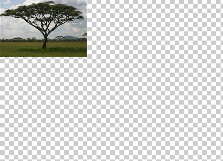 Tree Ecosystem Land Lot Meadow Wattles PNG, Clipart, Acacia, Eat, Ecosystem, Family, Giraffe Free PNG Download