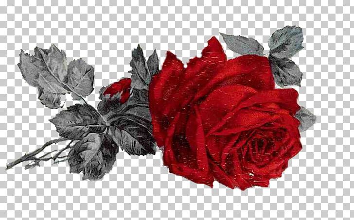Garden Roses Cut Flowers Romance Flower Bouquet United States PNG, Clipart, Artificial Flower, Cut Flowers, Endless Love, Flower, Flower Bouquet Free PNG Download