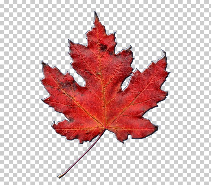 Maple Leaf National Symbols Of Canada Watertown Community Church ...