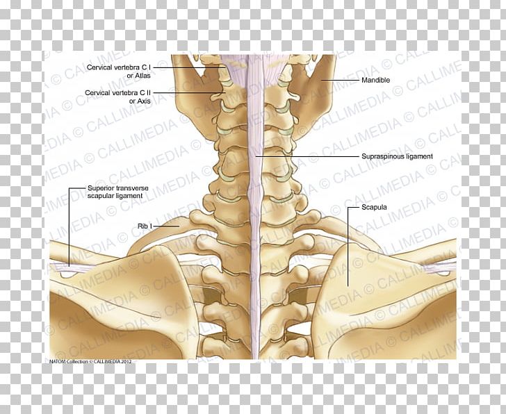 Neck Bone Human Skeleton Human Anatomy PNG, Clipart, Abdomen, Anatomy, Angle, Arm, Bone Free PNG Download