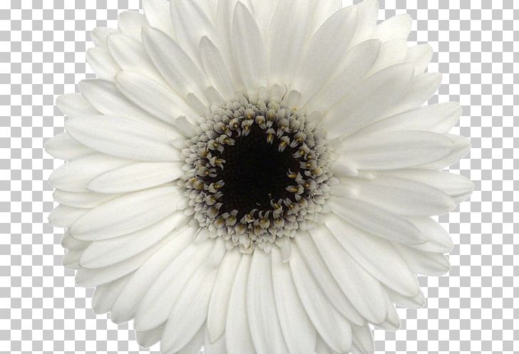 White Cut Flowers Barberton Daisy Chrysanthemum PNG, Clipart, Barberton Daisy, Black And White, Chrysanthemum, Chrysanths, Color Free PNG Download
